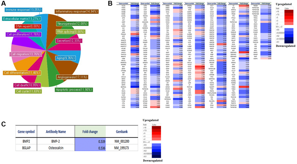 Micro-array analysis of genes expression in LmnaDhe/+ mutant MSCs compared to normal MSCs. Gene expression was analyzed by a microarray using an antibody. (A) Antibody microarray assay (Ray L1000 Antibody Array) can analyze 1000 genes and has 15 domains such as inflammatory response, neurogenesis, RNA splicing, secretion, extracellular matrix, angiogenesis, cell cycle, apoptotic processes, cell differentiation, cell death, cell migration, cell proliferation, DNA repair, aging, and immune response. (B) We analyzed the differences in gene expression in LmnaDhe/+ mutant MSC compared to normal MSC. (C) Decreases of osteogenesis-related genes expression in LmnaDhe/+ mutant MSCs compared to normal MSCs.