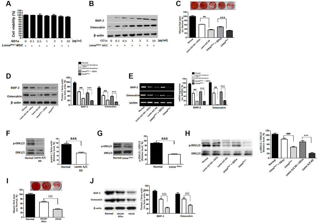 Increases of osteogenesis and ERK1/2 activation in GD1a was-treated Lmna dysfunction MSCs. Cell viability (A) and osteogenesis (B) in LmnaDhe/+ mutation MSCs were treated with GD1a. (C) Alizarin Red staining in GD1a was-treated Lmna dysfunction MSCs. (D) Increases of osteogenic proteins and (E) osteogenic genes in GD1a was-treated Lmna dysfunction MSCs compared with Lmna dysfunction MSCs. (F) Primary LmnaDhe/+ mutation MSCs were isolated from LmnaDhe/+ mutation mouse. (G) Lamin A/C was knocked down in mouse MSCs using siRNA. (H) Phosphorylation of ERK1/2 in Lmna dysfunction MSCs was treated with GD1a. (I) Alizarin Red staining in U0126-treated MSCs. (J) Increases of osteogenic proteins in GD1a-treated MSCs compared with pERK1/2-inhibited MSCs by U0126. Phosphorylation of ERK1/2 was determined by western blotting with anti-p-ERK1/2. ERK1/2 was used as a loading control. Values represent mean ± SD; &&&p ***p LmnaDhe/+ mutant MSCs; ###p $$$p 