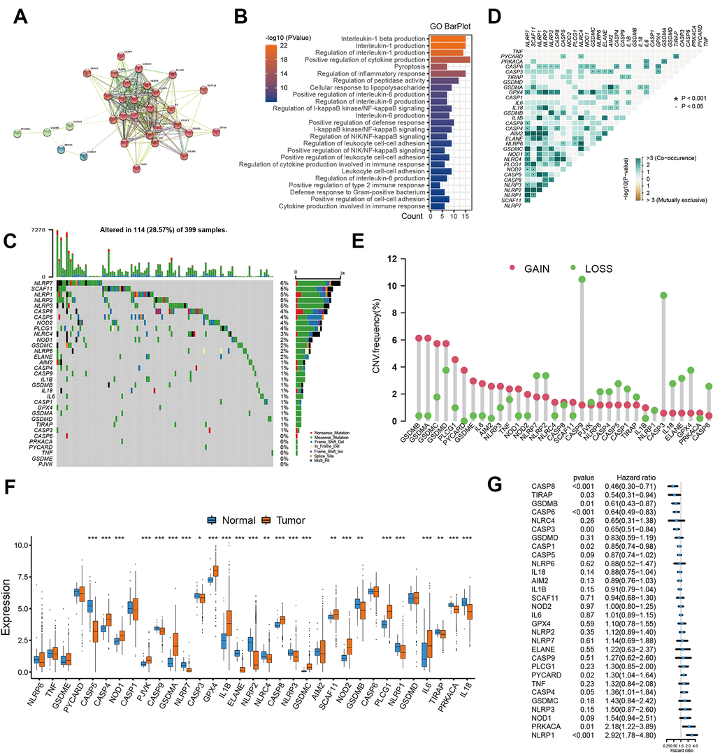 Landscape of pyroptosis related genes in colon cancer. (A) The protein-protein interactions (PPI) network between pyroptosis genes using STRING database. (B) GO functional enrichment analyses for pyroptosis-related genes. (C) The mutation landscape of pyroptosis genes in TCGA-COAD cohort. (D) The mutation co-occurrence and exclusion analyses for these genes. (E) The copy number variation frequency of pyroptosis genes. (F) Expression of pyroptosis genes in tumor and normal samples based on TCGA-COAD cohort. (G) Survival analyses for the pyroptosis genes using univariate Cox regression model.