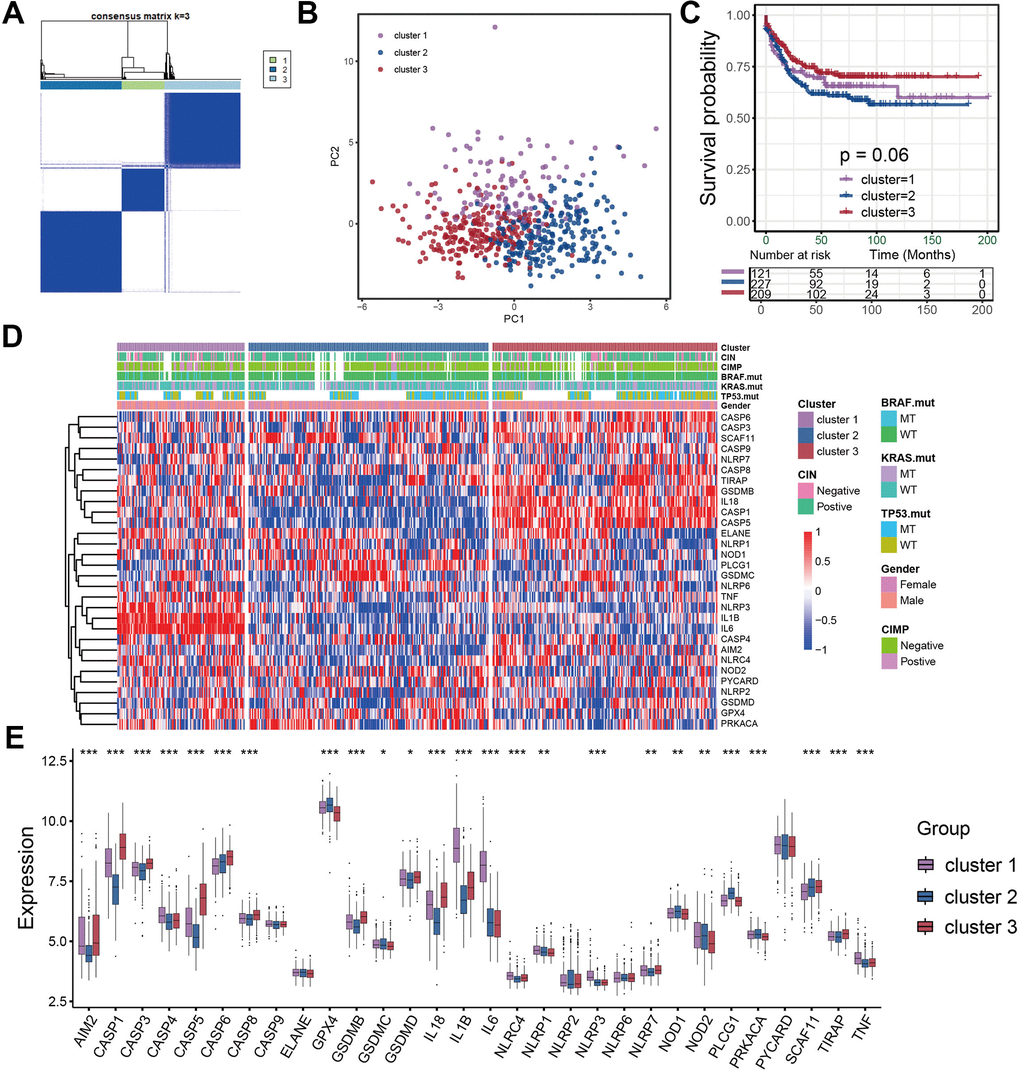 Identification of distinct pyroptosis characterization clusters in colon cancer. (A) Consensus matrices of pyroptosis related genes, for k=3. (B) Principal component analysis for the three clusters based on the pyroptosis gene expression and revealed three entirely disjoint populations in the meta cohort. (C) Survival analyses for the three pyroptosis characterizations including cluster 1, cluster 2 and cluster 3 in the meta cohort. (D) The hierarchical clustering of pyroptosis genes among three pyroptosis characterization clusters. (E) Difference in pyroptosis gene expression between the three clusters.