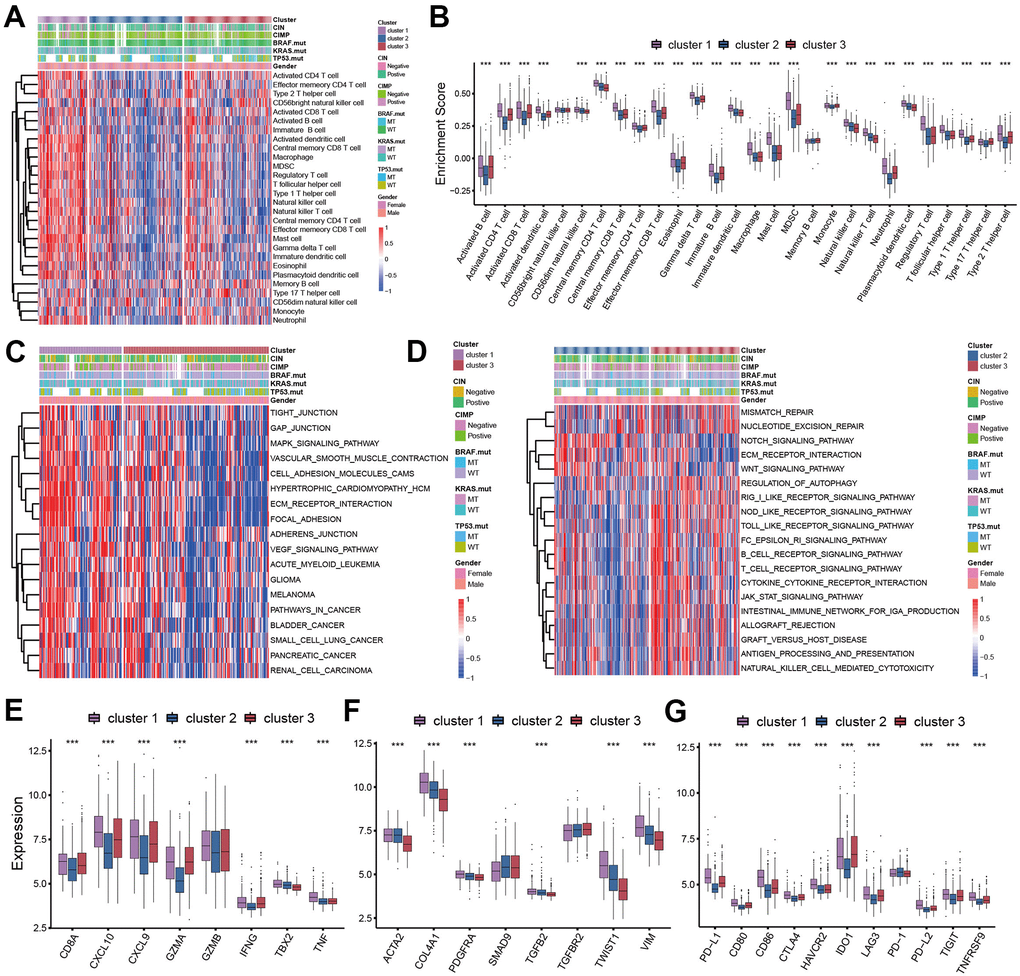 TME cell infiltration patterns in distinct pyroptosis characterizations. (A) The abundance of 28 TME cell infiltration among three pyroptosis characterization clusters visualized by heatmap. (B) Differences of 28 TME cell infiltration abundance between three pyroptosis characterization clusters. (C, D) GSVA enrichment showing the activation states of biological pathways in distinct clusters. (C) cluster 1 vs cluster 3; (D) cluster 2 vs cluster 3. (E) Difference in the immune-activation related gene expression among three clusters. (F) Difference in the TGFβ-EMT pathway-related gene expression among three pyroptosis characterization clusters. (G) Difference in the immune-checkpoint related gene expression among three clusters.