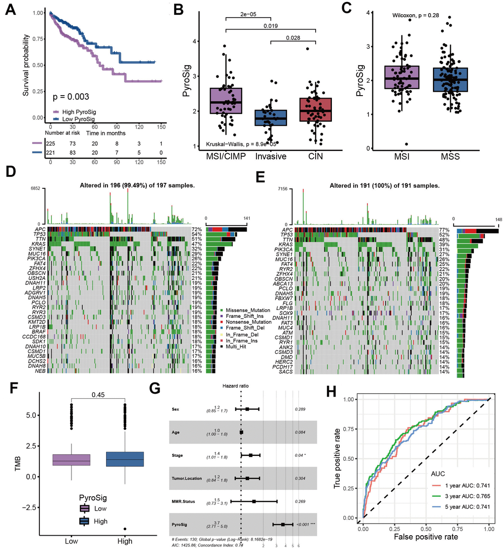 Characteristics of PyroSig in tumor somatic mutation. (A) Kaplan-Meier curves showing the survival analyses of high and low PyroSig groups in TCGA-COAD cohort. (B) Differences in PyroSig between distinct TCGA colon cancer molecular subtypes. (C) Differences in PyroSig between different microsatellite status. (D, E) The waterfall plot showing the differences of TMB landscape between low and high PyroSig groups. (D) High PyroSig group. (E) Low PyroSig group. (F) Differences in tumor burden mutation between low and high PyroSig groups. (G) Multivariate cox regression analysis for PyroSig in predicting patient’s survival. (H) ROC curves showing the predictive values of PyroSig in prognosis.