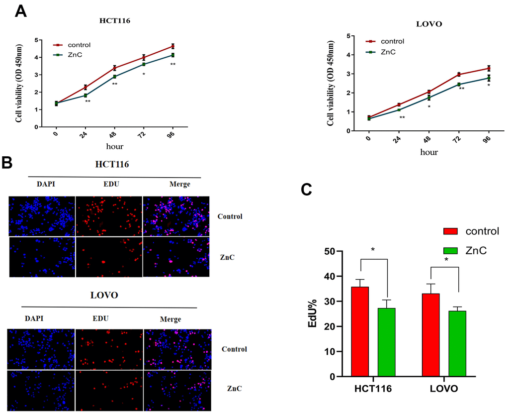 ZnC inhibited the proliferation in CRC cell lines. (A) The growth curves of CRC cells were plotted after cultured with ZnC based on CCK-8 assays. (B) EdU assays were performed to assess cell proliferation of HCT116 and LOVO cell lines cultured with ZnC. (C) EdU analysis. *p p 