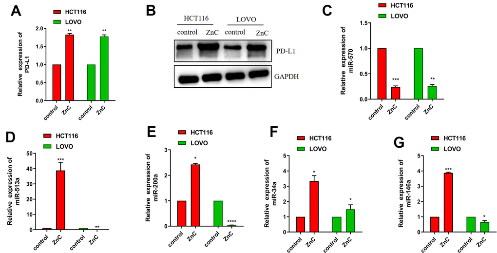 ZnC up-regulated PD-L1 expression via decreasing miR-570. (A) qRT-PCR results of PD-L1 in ZnC and PBS group. (B) Western blot of PD-L1 in ZnC and PBS group. (C–G) qRT-PCR results of the changes of miRNAs caused by ZnC to CRC cells. *p P P 