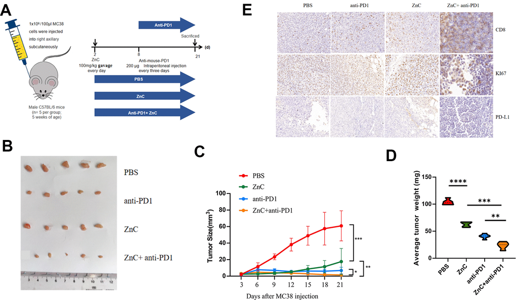 ZnC reduced tumor growth and increased the efficiency of anti-PD1 monoclonal antibody in xenograft mice model. (A) Procedures for establishing subcutaneously tumor-bearing mice model. PD1 antibody was injected internationally every 3 days. The mice injected with PBS were as the control. (B) Picture display of the respective group (PBS, ZnC, anti-PD1, and anti-PD1+ZnC) of subcutaneous tumors. (C, D) The volume (C) and weight (D) statistics of subcutaneous tumors in the respective group. (E) Immunohistochemical results of Ki67, PD-L1, and CD8 expression in the respective group. **p P 