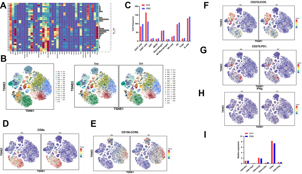 Mass cytometry reflected the immune microenvironment of subcutaneous CRC tumors after PBS/ZnC treatment. (A) A total of 31 cell clusters were divided, and we defined the respective group. (B) TSNE plot showing distributions of 31 cell cluster in the respective sample. (C) The histogram showing the number of the respective cell cluster in different groups by mass cytometry. (D–H) TSNE plot showing the distribution of CD8+ PD1, CD8+ TIGIT, CD8+ CCR6, CD8+ IFNg, and CD8+ ICOS in subcutaneous CRC tumors in PBS and ZnC groups. (I) The histogram showing the expression of CD8+ PD1, CD8+ TIGIT, CD8+ CCR6, CD8+ IFNg, and CD8+ ICOS in PBS and ZnC groups.