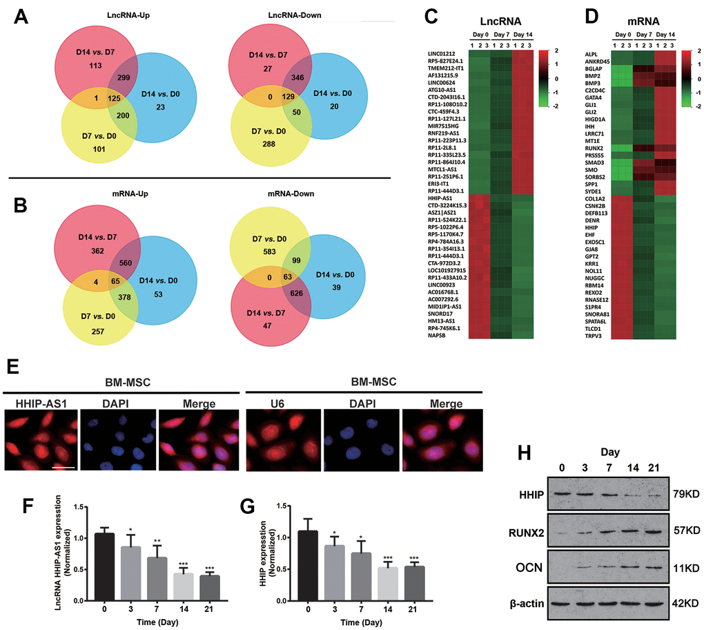 lncRNA HHIP-AS1 and HHIP are continuously down-regulated during osteogenic differentiation of BM-MSCs. Up-regulated or down-regulated (A) lncRNAs and (B) mRNAs were analyzed by Venn diagram during osteogenic differentiation at days 0, 7 and 14 of osteogenic differentiation of BM-MSCs. Heatmap of (C) lncRNA and (D) mRNA changes at days 0, 7 and 14 of osteogenic differentiation of BM-MSCs. (E) FISH showing that lncRNA HHIP-AS1 was expressed in the nucleus and cytoplasm of BM-MSCs at day 7 of osteogenic differentiation of BM-MSCs. mRNA expression level of (F) lncRNA HHIP-AS1 and (G) HHIP during osteogenic differentiation. (H) Protein expression level of HHIP, RUNX2, and osteocalcin during osteogenic differentiation of BM-MSCs. The histogram data for each group are the average of three independent replicates; bars represent standard deviation; *P P P 