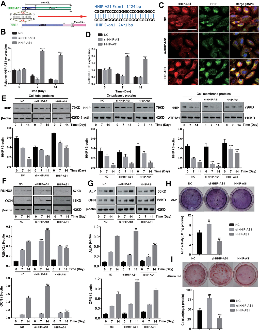 lncRNA HHIP-AS1 up-regulates HHIP expression and inhibits osteogenic differentiation of BM-MSCs. (A) The complementary sequence of the first exon of HHIP-AS1 and the first exon of HHIP. (B) lncRNA HHIP-AS1 in si-HHIP-AS1 or HHIP-AS1 transfected BM-MSCs was detected by PCR. (C) Fluorescence images of lncRNA HHIP-AS1 (Red), HHIP protein (Green) and DAPI (Blue) in BM-MSCs transfected with NC, si-HHIP-AS1 and HHIP-AS1. (D) HHIP mRNA in si-HHIP-AS1 or HHIP-AS1 transfected BM-MSCs detected by PCR. (E) HHIP protein in cell or in cell fractions of cytoplasm and cell membrane was detected by western blot after overexpression or knockdown of lncRNA HHIP-AS1. (F) RUNX2 and OCN as well as (G) ALP and OPN protein levels in cells were detected by western blot after overexpression or knockdown of lncRNA HHIP-AS1. (H) ALP and (I) alizarin red staining after 14 days of osteogenic induction of BM-MSCs. The histogram data for each group are the average of three independent replicates; bars represent standard deviation; *P P P P 