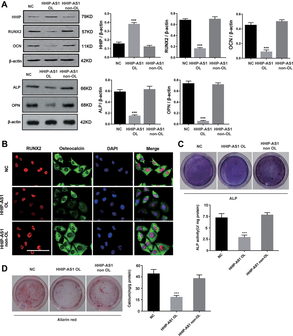 HHIP-AS1 OL inhibits osteogenic differentiation of BM-MSCs by HHIP. (A) HHIP, RUNX2, OCN, ALP and OPN protein expression level after overexpression lncRNA HHIP-AS1 OL or non OL by western blot. (B) Immunofluorescence images of RUNX2 (red), osteocalcin (Green), and DAPI (Blue) in BM-MSCs transfected with NC, HHIP-AS1 OL, or HHIP-AS1 non-OL. (C) ALP and (D) alizarin red staining after 14 days of osteogenic induction of BM-MSCs. The histogram data for each group are the average of three independent replicates; bars represent standard deviation; *P P 