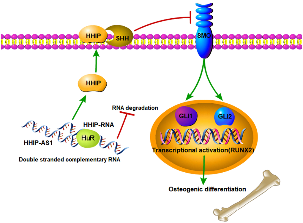The schematic diagram of lncRNA HHIP-AS1/HHIP modulating osteogenic differentiation of BM-MSCs. lncRNA HHIP-AS1 bound to HHIP mRNA through complementary base pairing. This interaction increased ELAVL1 binding to HHIP mRNA and thus improved the mRNA stability and expression. HHIP protein can binds to SHH, which suppresses the activation of SMO by SHH. As the result, osteogenic differentiation of BM-MSCs induced by Hedgehog signal is suppressed.
