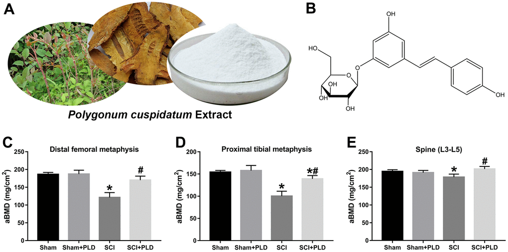 PLD reverses the loss in BMD after chronic SCI. (A) Representative images of Polygonum cuspidatum, giant knotweed, and polydatin (PLD). (B) The structure of PLD. Areal BMD acquired by DEXA scanning at (C) distal femoral metaphysic, (D) proximal tibial metaphysic, and (E) lumbar spine (L3-L5) in different groups. Data in panels represent as mean ± S.D.; n=8 in each group; *P P 