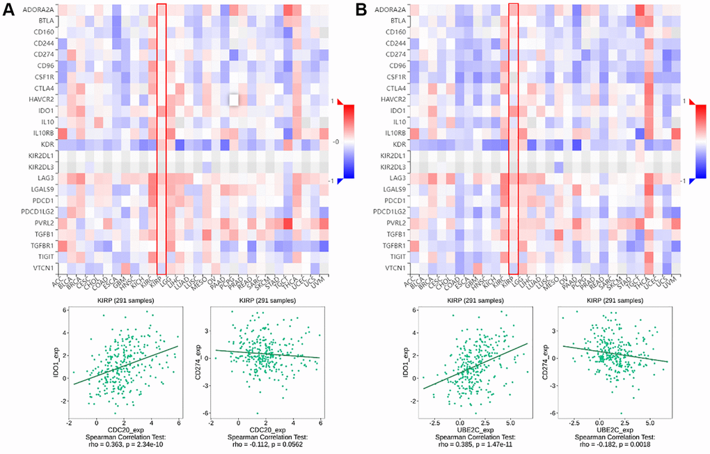 The relationship of CDC20 and UBE2C with immunoinhibitors in PRCC patients is based on the TISIDB website. (A) Heatmap of the relationship between CDC20 expression and abundance of the 24 immunoinhibitors. The two highest immunoinhibitors correlated with CDC20 expression are IDO1 and CDC274 in PRCC patients. (B) Heatmap of the relationship between UBE2C expression and abundance of the 24 immunoinhibitors. The two highest immunoinhibitor correlated with UBE2C expression are IDO1 and CDC274 in PRCC patients. “Red” represents the positive correlation and “Blue” represents the negative correlation. *P **P ***P 