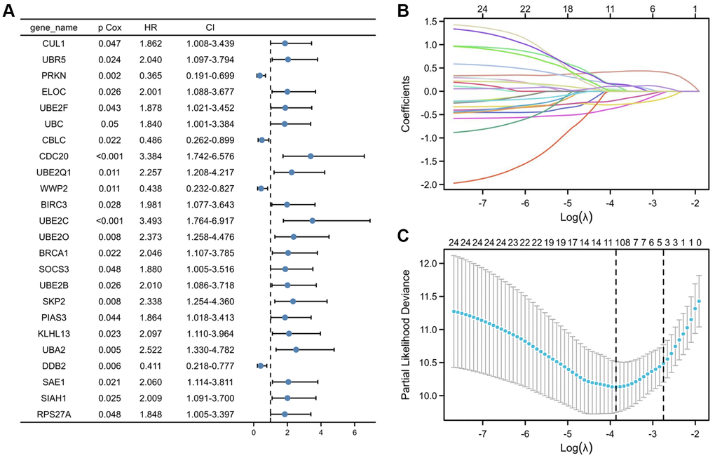 Selection of UPS genes associated with the survival of PRCC by univariate Cox regression analysis and Lasso regression analysis. (A) Forest plot of Pearson's correlation coefficients between 24 selected genes and patient survival in TCGA-PRCC. Values display in the left-hand column (P Cox). The hazard ratio (HR) is a comparison between the probability of events in cancer, associated with the probability of events in normal tissue. Every coefficient is shown as a point with a 95% confidence interval (CI). Dots represent the mean and CI of the random-effect model estimation; the horizontal line shows the prediction interval. (B) Lasso coefficient profiles of the 24 risk genes from univariate Cox regression analysis. The lines stand for the coefficient of Lasso. (C) Cross-validation for selecting risk genes for the LASSO model. The number on top of the plot displays the number of genes of each model. The two dotted vertical lines were drawn based on the optimal data according to the minimum criteria (left line) and 1se criteria (right line). The left vertical line represents the 10 genes finally identified. *P **P ***P 