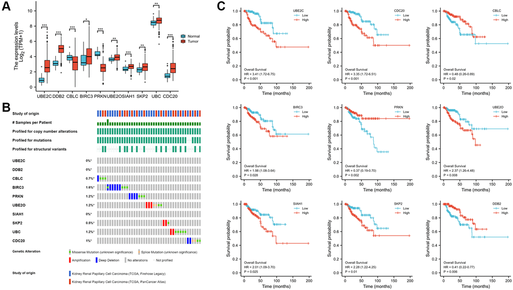 Expression, alteration frequency, and prognosis of the 10 risk genes. (A) Validation of the mRNA expression levels of the ten risk genes in PRCC tissues and normal renal tissues. (B) Validate signature genes by the blast with independent cases via the cBioportal database. (C) Association between gene expression and overall survival in PRCC evaluated using the Kaplan-Meier plotter database. Probe number, hazard ratio (HR), and log-rank P values are shown in each panel. *P **P ***P 