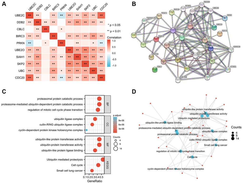 Hub-related gene enrichment analysis. (A) The heatmap shows the Pearson correlation between the risk genes in PRCC. (B) The top 20 genes that correlated with those risk genes were obtained through the STRING tool. (C) GO (BP, CC, and MF) and KEGG pathway analysis of 10 hub genes and 20 interacted genes. (D) Net-plot of these gene enrichment analyses. “Red” represents the positive correlation and “Blue” represents the negative correlation. Abbreviations: GO: gene ontology; BP: biological process; CC: cellular component; MF: molecular function; KEGG: Kyoto encyclopedia of genes and genomes. *P **P ***P 