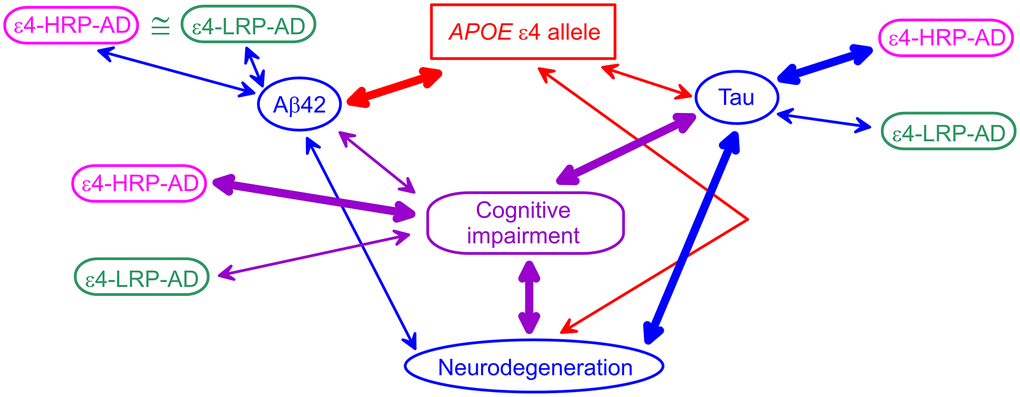A schematic diagram of potential APOE-related mechanism of Alzheimer’s disease (AD). Blue ovals indicate AD biomarkers. The red rectangle shows the APOE ε4 allele. The purple rounded rectangle indicates cognitive impairment (AD or mild cognitive impairment). Magenta and green rounded rectangles denote the ε4-bearing higher-AD-risk profile (ε4-HRP-AD) and lower-AD-risk profile (ε4-LRP-AD), respectively. The thickness of the arrows denotes tighter (thick lines) and weaker (thin lines) links between genetic variants, AD biomarkers, and cognitive impairment.
