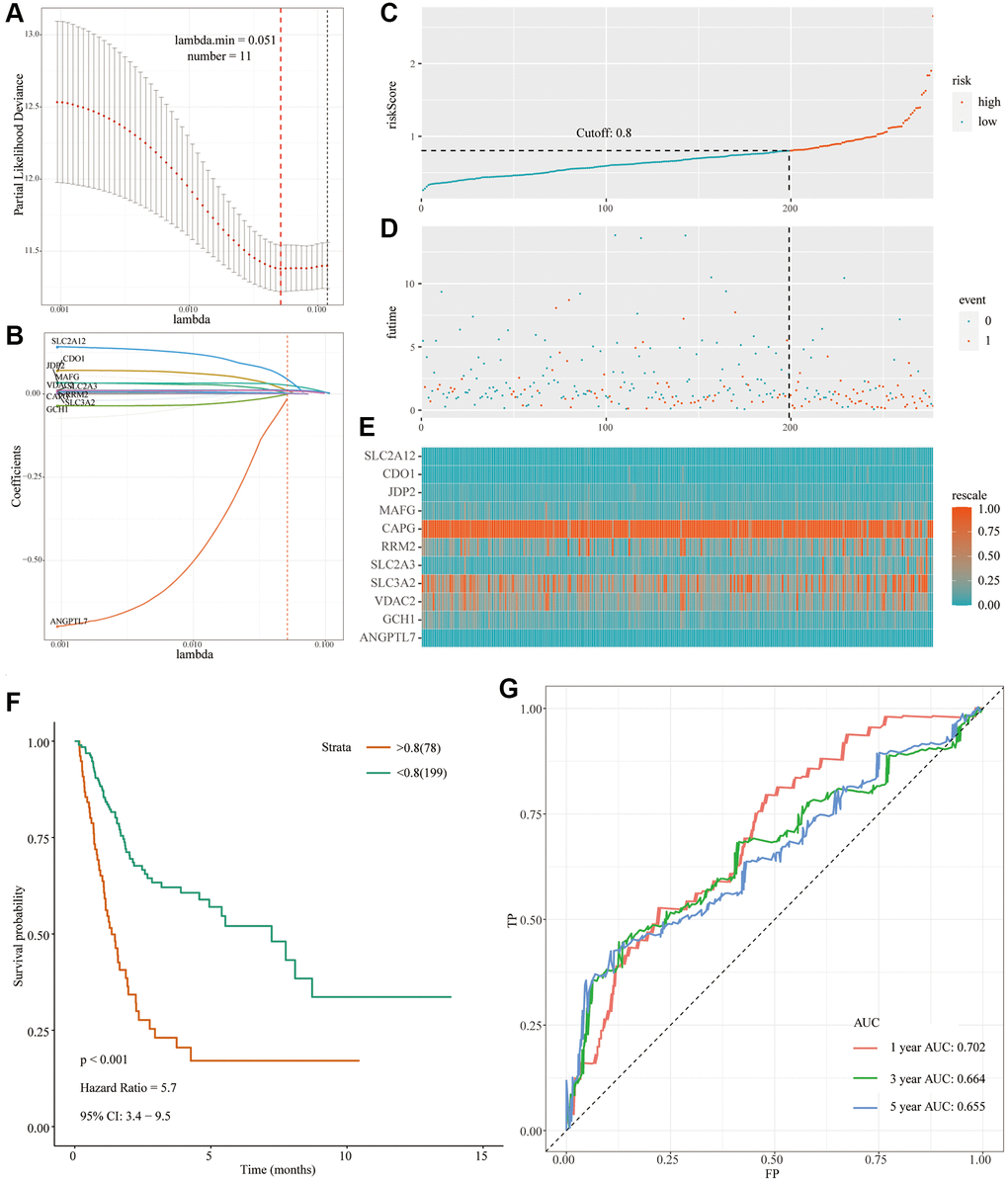 Development of the prognostic signature based on FRGs in the TCGA-training set. (A and B) Identification of 11 FRGs by LASSO regression analysis; (C) Distribution of risk scores based on FRGs in BC; (D) Survival status of patients in different groups; (E) Heatmap of the expression profiles of FRGs; (F) Survival analysis for the signature-defined risk groups; (G) Time-dependent ROC curve of the 11- FRGs prognostic signature.