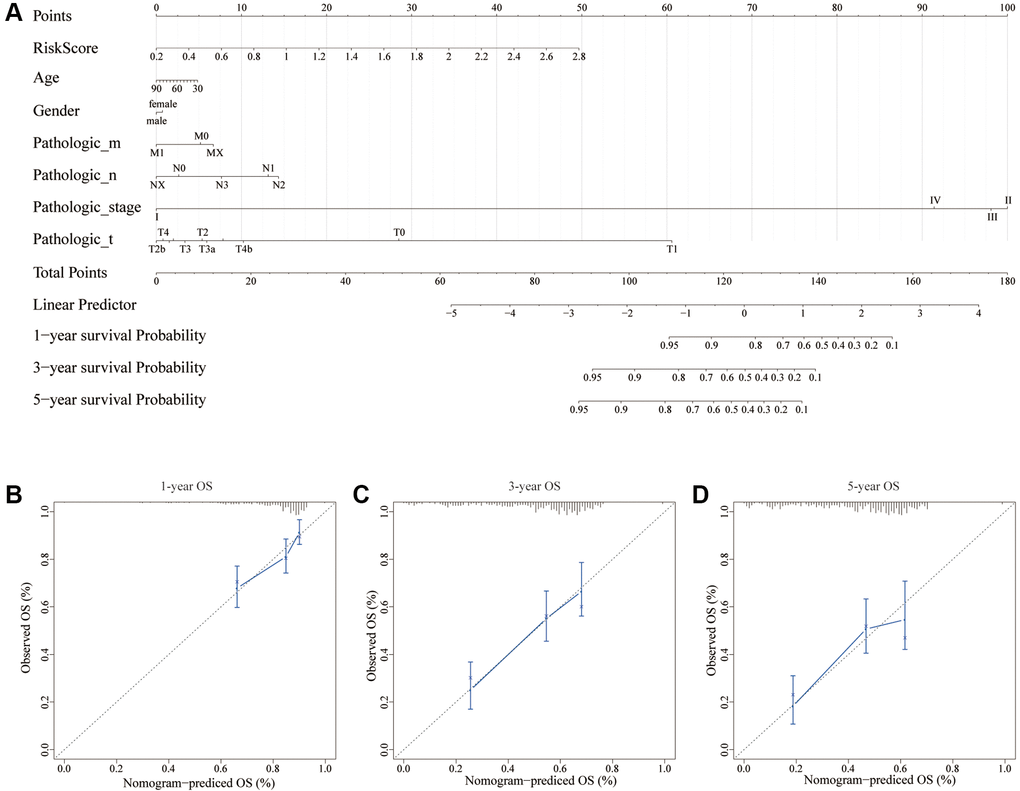 A nomogram for predicting recurrence in BC. (A) Nomogram based on the signature and clinicopathological features. (B) Calibration plot showing that nomogram-predicted 1-year recurrence probabilities corresponded to the actual observed 1-year recurrence probabilities; (C) Calibration plot showing that nomogram-predicted 3-year recurrence probabilities corresponded to the actual observed 3-year recurrence probabilities; (D) Calibration plot showing that nomogram-predicted 5-year recurrence probabilities corresponded to the actual observed 5-year recurrence probabilities.