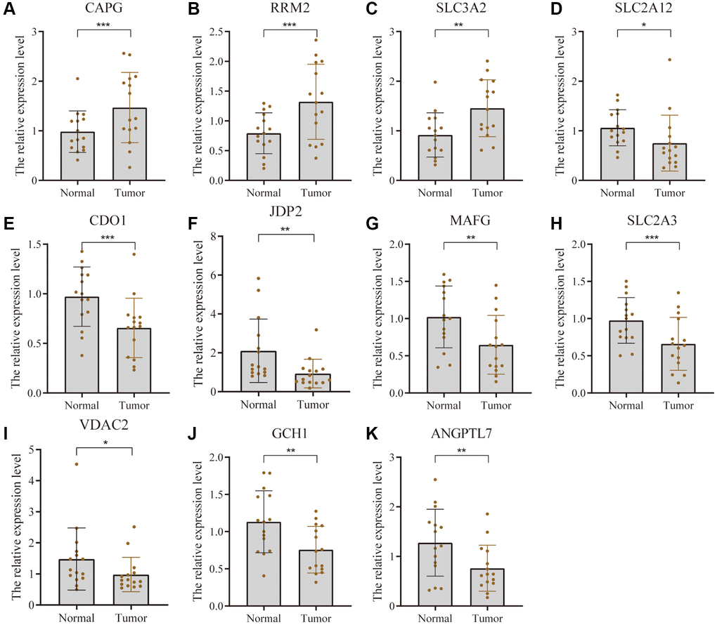 Validation of differential expression of 11 FRGs in tissues using PCR. Bar graphs show differential expression of CAPG (A), RRM2 (B), and SLC3A2 (C) was higher whereas that of SLC2A12 (D), CDO1 (E), JDP2 (F), MAFG (G), SLC2A3 (H), VDAC2 (I), GCH1 (J), and ANGPTL7 (K). * represents p-value less than 0.05, ** represents p-value less than 0.01, and *** represents p-value less than 0.001.