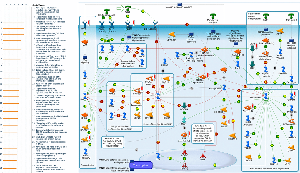 Expression of the CRY1 signaling pathway in lung cancer (using MetaCore). The functional analysis of “Development