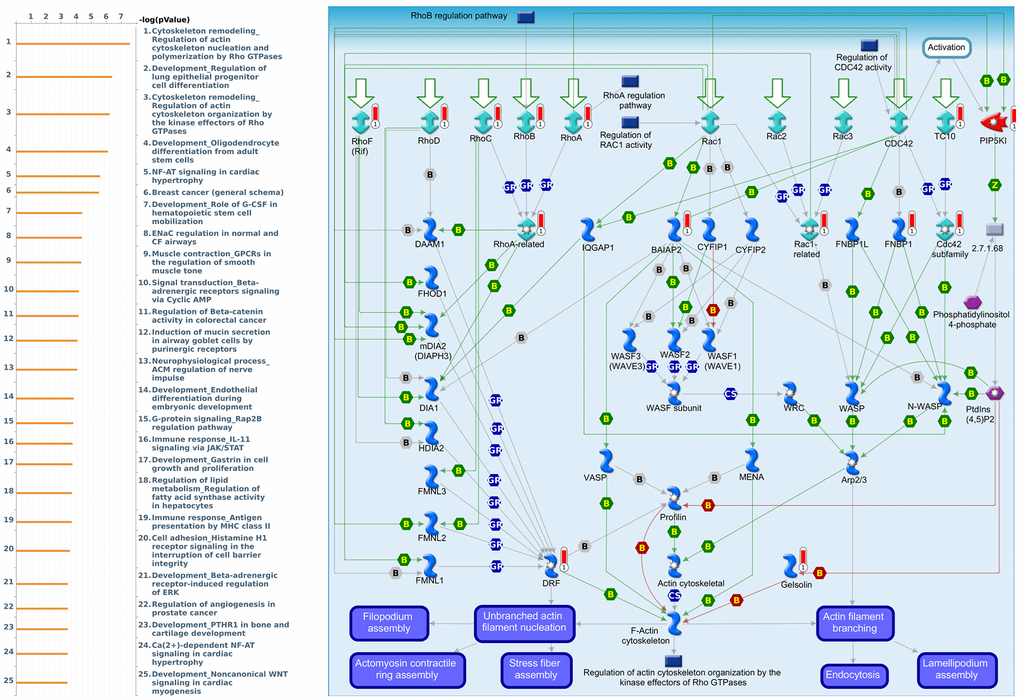 Expression of the CRY2 signaling pathway in lung cancer (using MetaCore). The functional analysis of “Cytoskeleton remodeling