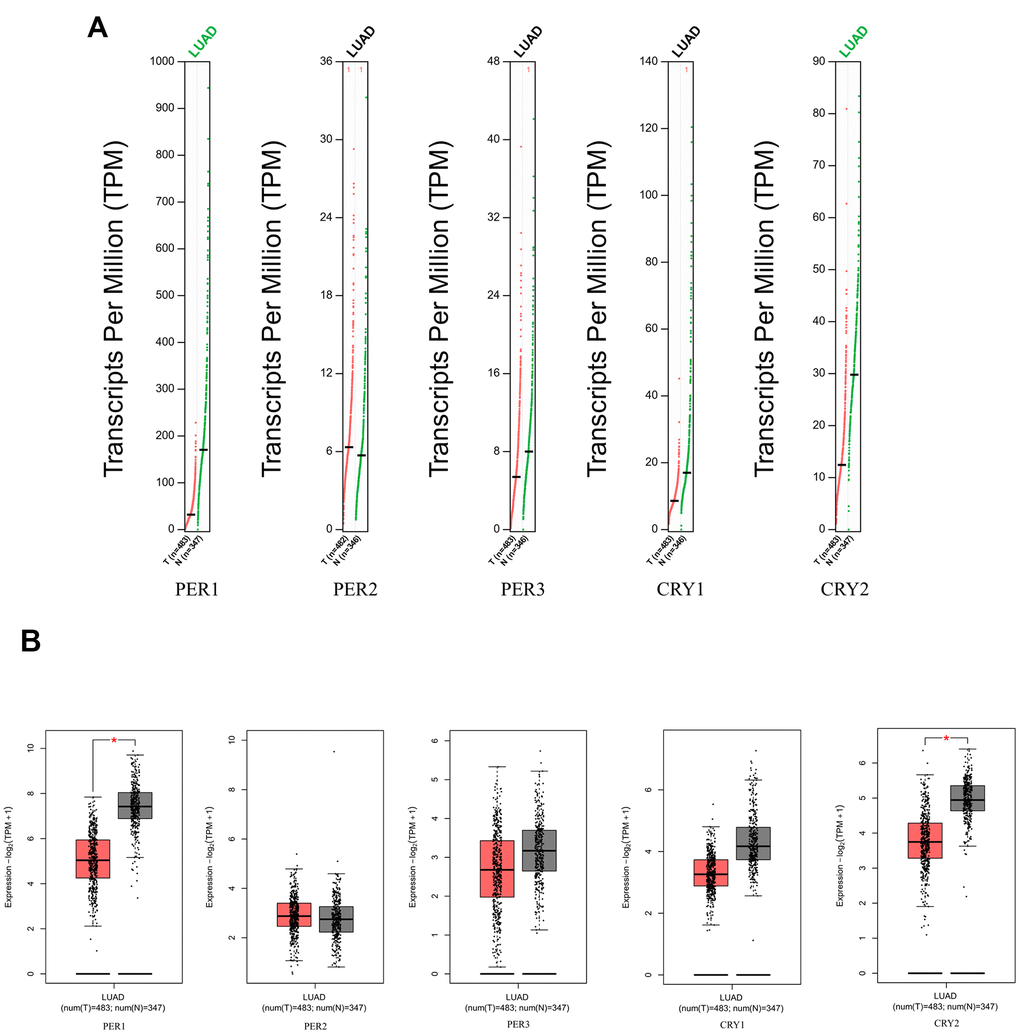 Expression levels of PER (period) and CRY (cryptochrome) family members in lung adenocarcinoma (LUAD) patients (GEPIA2), with the q-value cutoff set to 0.01. (A) mRNA expressions of PER1, PER2, PER3, CRY1, and CRY2 in LUAD (red) and normal lung tissues (green). The name of a cancer in green indicates that the mRNA expression of the gene in normal tissues was significantly higher than in cancer tissues. (B) mRNA expressions of PER1, PER2, PER3, CRY1, and CRY2 in LUAD (red) and normal lung tissues (gray). Red stars indicate significant differences in the data.