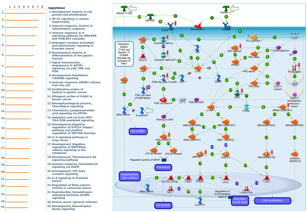 Expression of the PER3 signaling pathway in lung cancer (using MetaCore). The functional analysis of “Development