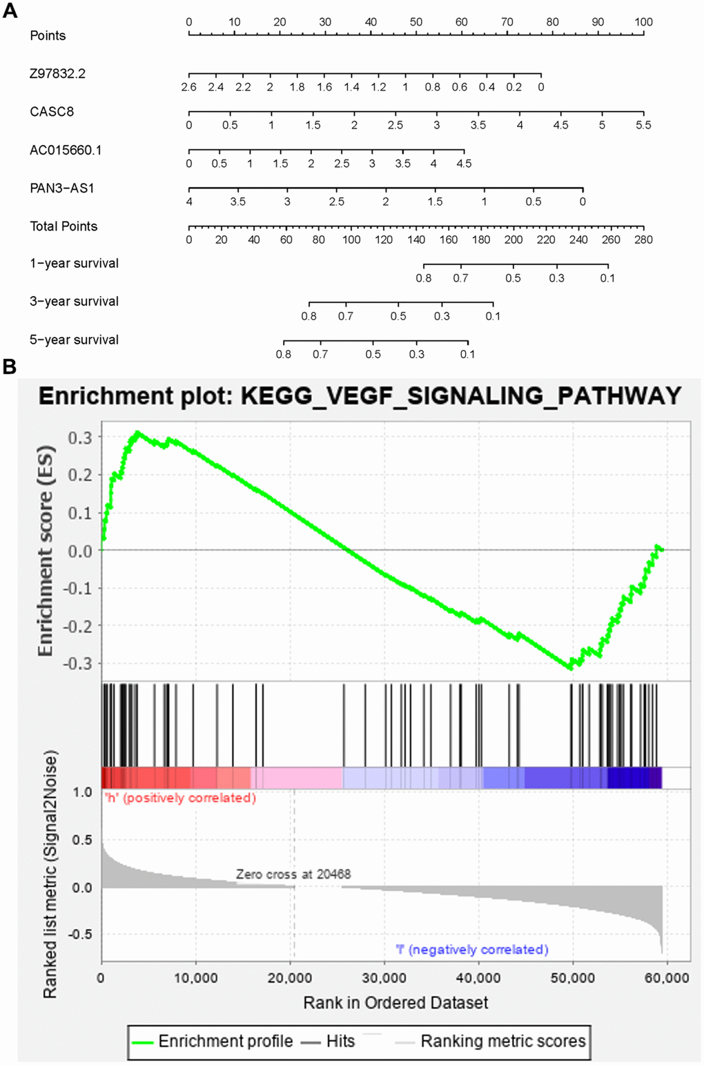 The nomogram and KEGG pathway analysis. The nomogram predicted the 1-,3- and 5- year survival rates of PAAD patients (A). The high-risk group had positive relations with the VEGF pathway (B).