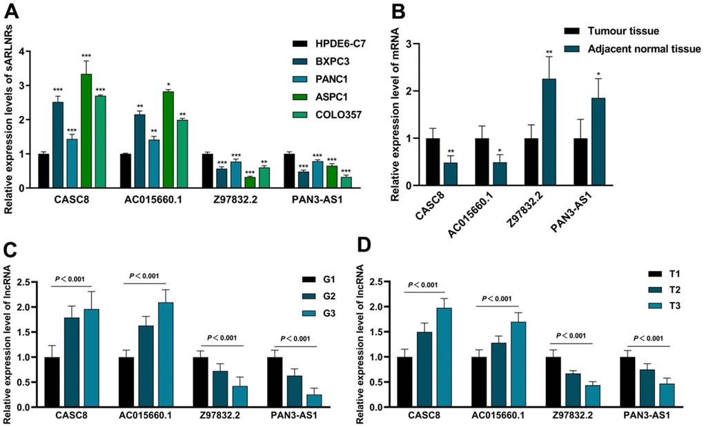 The expression levels of CASC8, AC015660.1, Z97832.2 and PAN3-AS1 in cell lines and clinical samples. The qPCR results of CASC8, AC015660.1, Z97832.2 and PAN3-AS1 in PAAD cell lines (BXPC3, PANC1, ASPC1 and COLO357), pancreatic epithelium cell (HPDE6-C7) (A), PAAD tumor tissues, tumor tissues with different grade and T-stage and adjacent normal tissues (B–D). CASC8 and AC015660.1 were highly expressed in PAAD cell lines (A), PAAD tissues (B), advanced grade (C) and advanced T-stage (D). While the expression of Z97832.2 and PAN3-AS1 increased in pancreatic epithelium cell (A), adjacent normal tissues (B), early grade (C) and early stage (D).