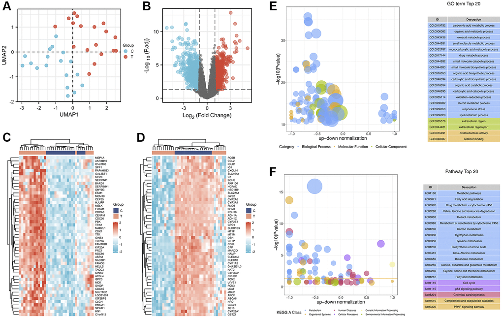 Identification and enrichment analysis of DEGs in adjacent nontumor liver tissues and HCC tissues. (A) The UMAP scatter plot. (B) The expression patterns of DEGs are shown in volcano plots. Red and blue dots represent upregulated genes (log2FC ≥ 1) and downregulated genes (log2FC ≤ −1), respectively, while gray represents genes with no significant difference in expression (P.adj C) and downregulated (D) DEGs. Bubble plot showing the top 20 enriched GO terms (E) and KEGG (F) pathways. The larger the ordinate value in the bubble chart, the more significant the corresponding GO or KEGG result. The abscissa represents the normalized upregulation and downregulation value (the ratio of the difference between the number of upregulated genes and the number of downregulated genes to the total number of DEGs). The higher the value, the greater the number of upregulated genes enriched in the GO/KEGG pathway; conversely, the lower the value, the higher the number of downregulated genes enriched in the GO/KEGG pathway.