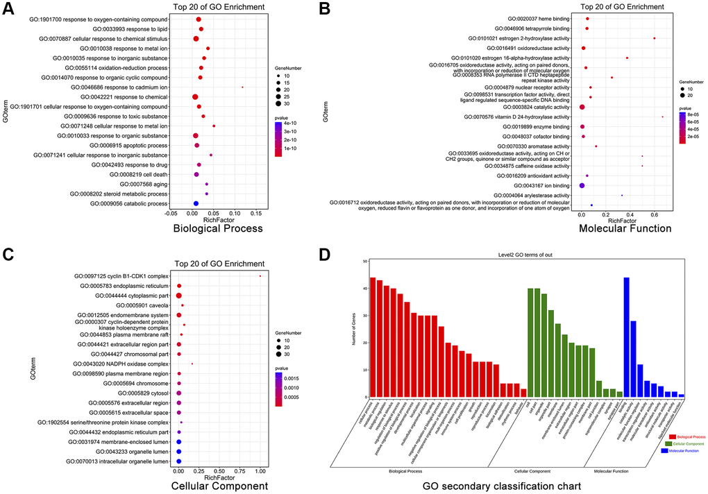 GO enrichment analysis of 44 potential therapeutic targets for CXP in HCC. (A) Biological processes. (B) Molecular functions. (C) Cellular components. (D) Secondary classification chart of enriched GO terms.