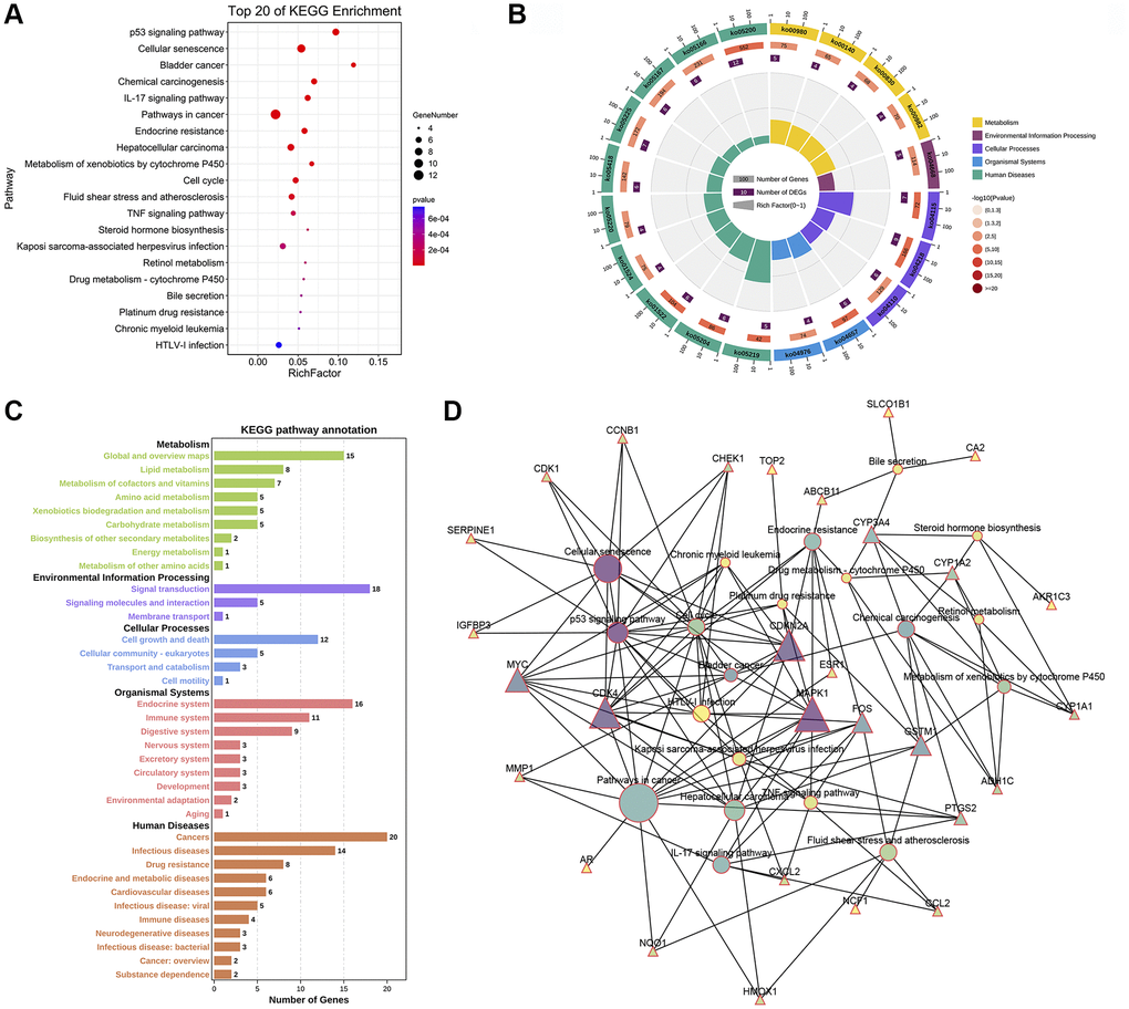 KEGG enrichment and KEGG pathway-gene network analyses of 44 potential therapeutic targets for CXP in HCC. (A) Top 20 KEGG pathways. (B) Secondary classification of the top 20 KEGG pathways. (C) Secondary classification of all KEGG pathways. (D) KEGG pathway-gene network.