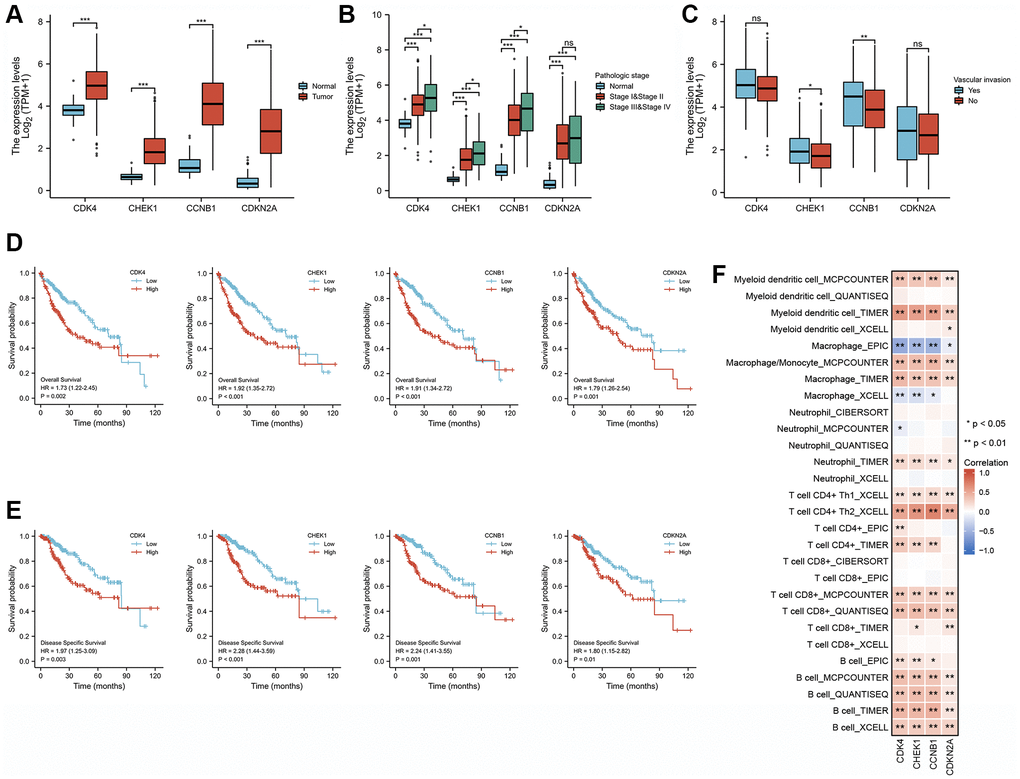 Correlation analysis of the expression of four cell cycle-related genes with clinical features and immune cell infiltration in patients with LIHC. (A) The differential expression of CCNB1, CDK4, CDKN2A, and CHEK1 between normal and tumor tissues. (B) CCNB1, CDK4, CDKN2A, and CHEK1 mRNA expression in normal individuals or individuals with different pathologic stages (stage I and II, and stage III and IV). (C) Differences expression of CCNB1, CDK4, CDKN2A, and CHEK1 mRNA in patients with different types of vascular invasion. (D) Kaplan-Meier curves of OS for different cell cycle-related genes. (E) Kaplan-Meier curves of DSS for different cell cycle-related genes. (F) Correlation analysis between four cell cycle-related genes and infiltration levels of different immune cells estimated using TIMER, EPIC, XCELL, CIBERSORT, and QUANTISEQ. *, **, and *** represent P P P 