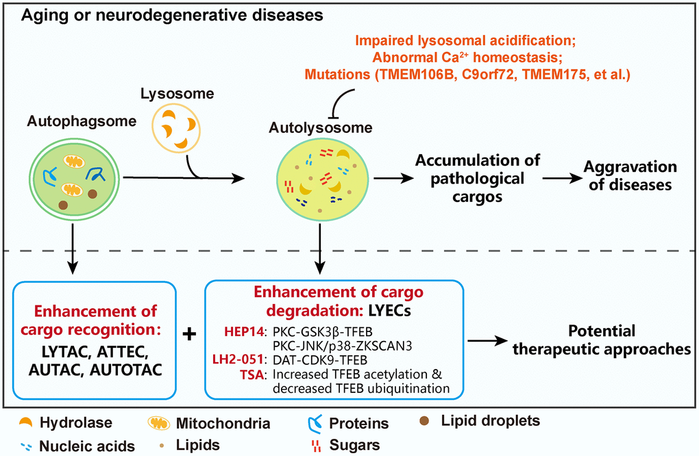 Combination of LYECs with ATTEC, AUTAC, LYTAC, or AUTOTAC is a potential therapeutic approach to ameliorate neurodegenerative diseases.