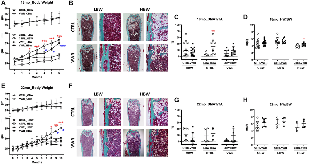 Body weight, bone marrow adipose tissue, and heart weight during aging. The low body weight, LBW, and high body weight, HBW, groups showed differences in bone marrow adipose tissue. 6 mo endurance exercise increased heart weight in the HBW subgroup. (A) The body weight of 18 mo. *: p ***: p *: p ***: p #: p B and C) Bone marrow adipose tissue/total area (BMAT/TA) ratio in 18 mo. **: p D) Heart muscle weight/body weight (HW/BW) ratio in 18 mo. *: p E) The body weight of 22 mo. *: p **: p ***: p #: p F and G) Bone marrow adipose tissue/total area (BMAT/TA) ratio in 22 mo. (H) Heart muscle weight/body weight (HW/BW) ratio in 22 mo (D). Abbreviations: CTRL: control group; VWR: voluntary wheel running group; CBW: Combined groups; LBW: Low body weight group; HBW: High body weight group.