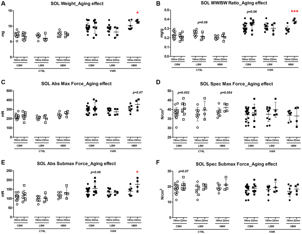 Aging effects on soleus skeletal muscle weights and contractile force. Long-term endurance exercise increased soleus skeletal muscle weight and contractile force during aging from 18 mo to 22 mo in HBW, but not LBW mice. (A) Soleus muscle weight, (B) muscle weight/body weight (MW/BW) ratio, (C) absolute maximal contractile force, (D) specific maximal contractile force, (E) absolute submaximal contractile force and (F) specific submaximal contractile force in 18 mo and 22 mo mice. *: p ***: p n = 16 CTRL, n = 17 VWR; 22 mo: n = 8 CTRL, n = 8 VWR); LBW: Low body weight group (18 mo: n = 8 CTRL, n = 10 VWR; 22 mo: n = 4 CTRL, n = 4 VWR); HBW: High body weight group (18 mo: n = 8 CTRL, n = 7 VWR; 22 mo: n = 4 CTRL, n = 4 VWR).