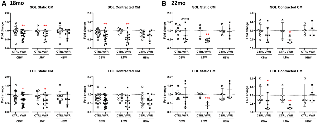 Maintenance of skeletal muscle-secreted osteocyte protective factors by long-term voluntary wheel running in aged LBW mice. Endurance exercise restored skeletal muscle-secreted osteocyte protective factors in aged 18 mo and 22 mo old LBW, but not HBW mice. (A, B) The effect of VWR on osteocyte protective factors in each skeletal muscle CM under ex vivo static and contracted conditions obtained from two different subgroups, LBW and HBW mice. (A) 18 mo and (B) 22 mo mice. *: p **: p n = 16 CTRL, n = 17 VWR; 22 mo: n = 8 CTRL, n = 8 VWR); LBW: Low body weight group (18 mo: n = 8 CTRL, n = 10 VWR; 22 mo: n = 4 CTRL, n = 4 VWR); HBW: High body weight group (18 mo: n = 8 CTRL, n = 7 VWR; 22 mo: n = 4 CTRL, n = 4 VWR).