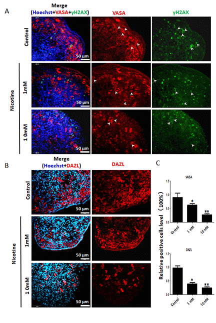 Dose-dependent decrease or increase of the number of germ cell (VASA, DAZL) and of γH2AX positive cells, respectively, in nicotine treated fetal ovaries cultured for 4 days. (A) Representative IF images of ovarian tissue sections for VASA and γH2AX; note that only a subset of the γH2AX positive cells were also VASA positive (arrow heads); (B) Representative IF images of ovarian tissue sections for DAZL; (C) Relative percentage of VASA and DAZL positive cells of ovaries cultured without (control) and with 1mM or 10mM nicotine. All experiments were repeated at least three times. (*) and (**) indicate significant (P 