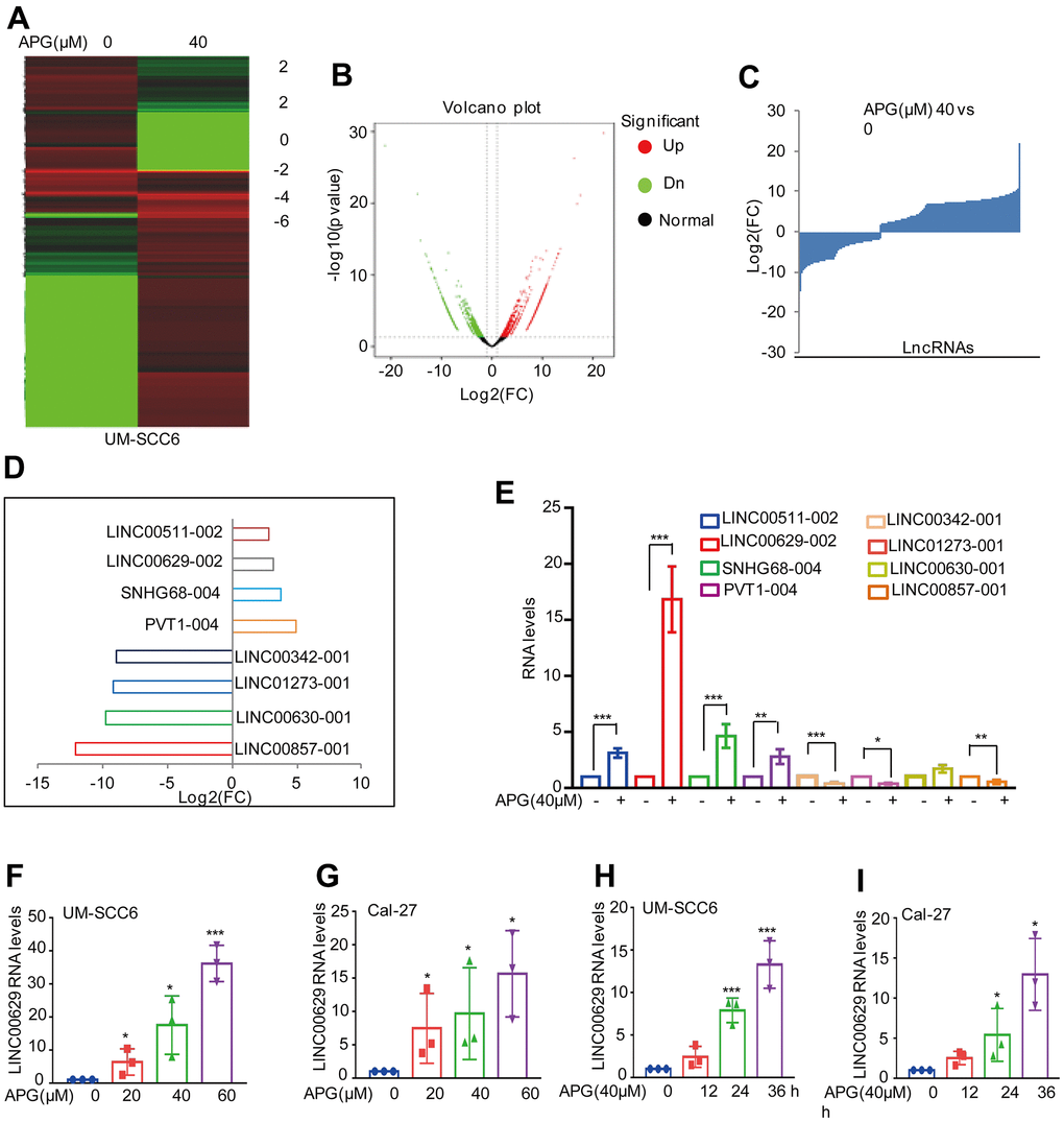 Apigenin induced LINC00629 expression. (A–C) UM-SCC6 cells were treated with or without apigenin and then subjected to RNA sequencing analysis. The altered lncRNAs are listed. (D) Eight altered lncRNAs were selected and are listed. (E) The expression of these lncRNAs was confirmed by qRT–PCR. (F, G) UM-SCC6 and Cal-27 cells were treated with apigenin at different concentrations, and LINC00629 expression was analyzed by qRT–PCR. (H, I) UM-SCC6 and Cal-27 cells were treated with 40 μM LINC00629 for the indicated times, and the expression level of LINC00629 was analyzed by qRT–PCR. In (E–I), the results represent three independent experiments; *p