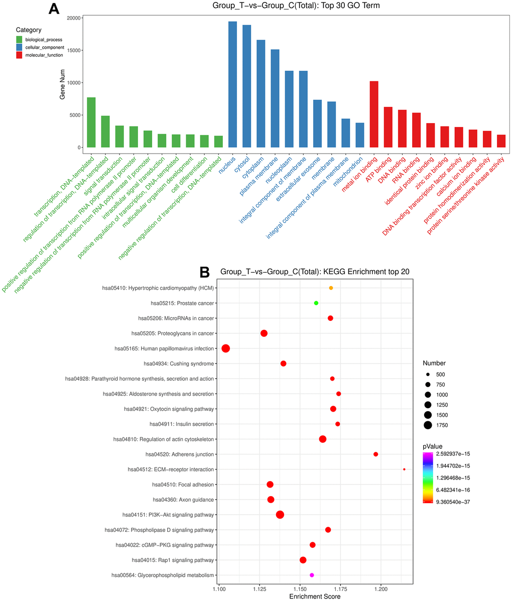 Functional analyses of the identified DE-miRNAs. (A) The top 30 Gene Ontology terms of these DE-miRNAs in biological process, cellular component and molecular function. (B) The top 20 Kyoto Encyclopedia of Genes and Genomes pathways enrichment of these DE-miRNAs.