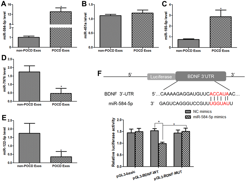 Validation of sequencing result by real-time quantitative PCR (RT-qPCR), and BDNF was the target gene of miR-584-5p. The mRNA levels of miR-584-5p (A), miR-451a (B), miR-185-5p (C), miR-7976 (D) and miR-122-5p (E) in the non-POCD-derived exosomes and POCD-derived exosomes. N = 10. *: P F) An online tool TargetScan Human 7.1 was applied to predict that BDNF was the target gene of miR-584-5p, and dual-luciferase reporter gene assay showed that BDNF was confirmed to bind with miR-584-5p. *: P 