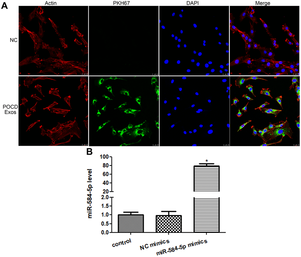 Cellular uptake of exosomes and cell transfection efficiency. (A) Sevoflurane-induced POCD-derived exosomes were labeled by PKH67 (green), and cytoskeleton of HMC3 cells was stained by Actin (red). Exosomes could be taken up by HMC3 cells after co-cultured. (B) The level of miR-584-5p after transfected with negative control (NC) mimics and miR-584-5p mimics. *: P 