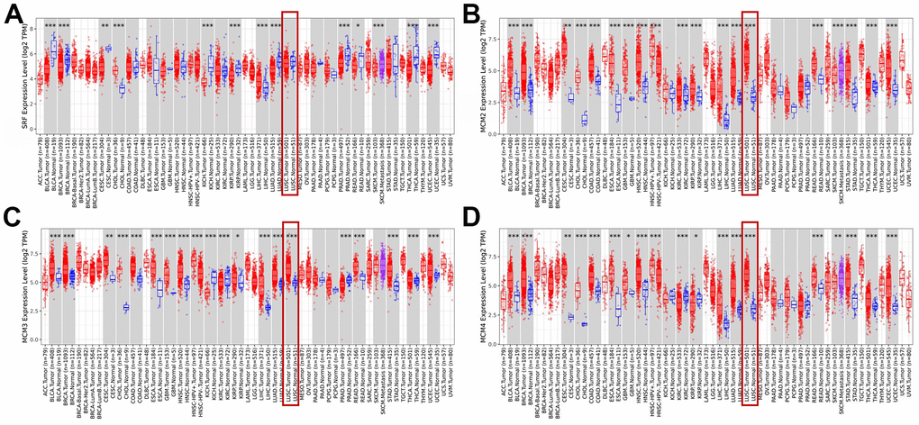 Expression of minichromosome maintenance (MCM) family members in lung squamous cell carcinoma (LUSC). (A–D) Expression of MCM1–10 in pan-cancer. *p p p 