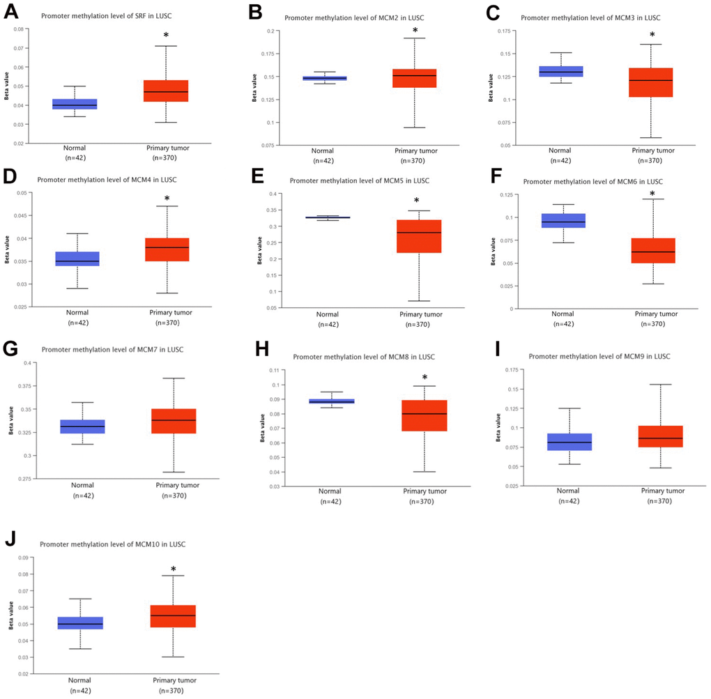 DNA methylation levels of minichromosome maintenance (MCM) family genes in lung squamous cell carcinoma (LUSC). (A–J) DNA methylation change of MCM1–10 in LUSC investigated using the UALCAN database. *p 