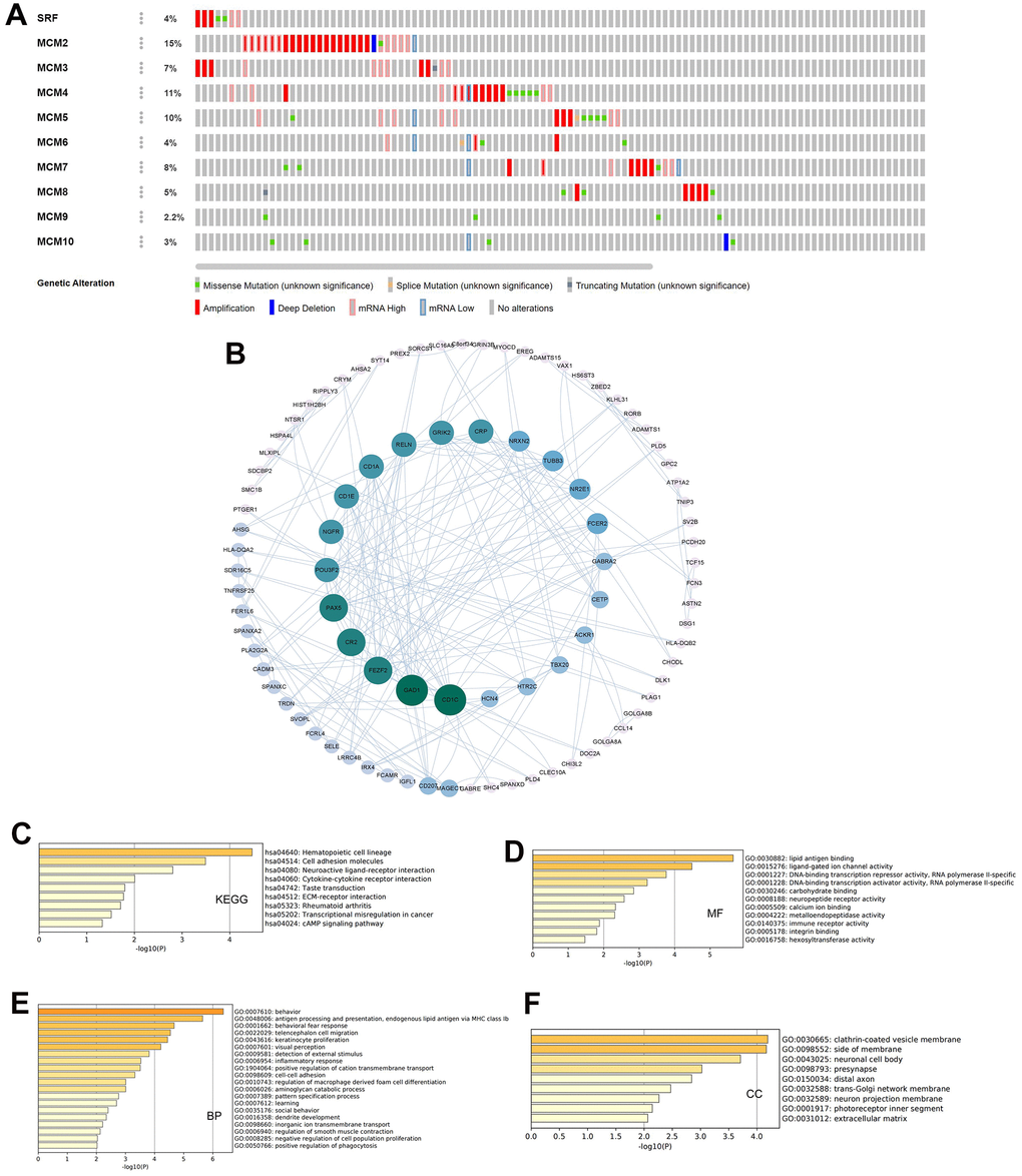 Genetic alterations and pathway enrichment analysis of minichromosome maintenance (MCM) family in LUSC. (A) Summary of mutation rates in each MCM member in LUSC. (B) Protein–protein interaction (PPI) network of the interaction partners of MCM family members built using cBioPortal and Cytoscape. (C–F) KEGG enrichment pathway analysis of molecular functions, biological processes, and cellular components of co-expressed genes.