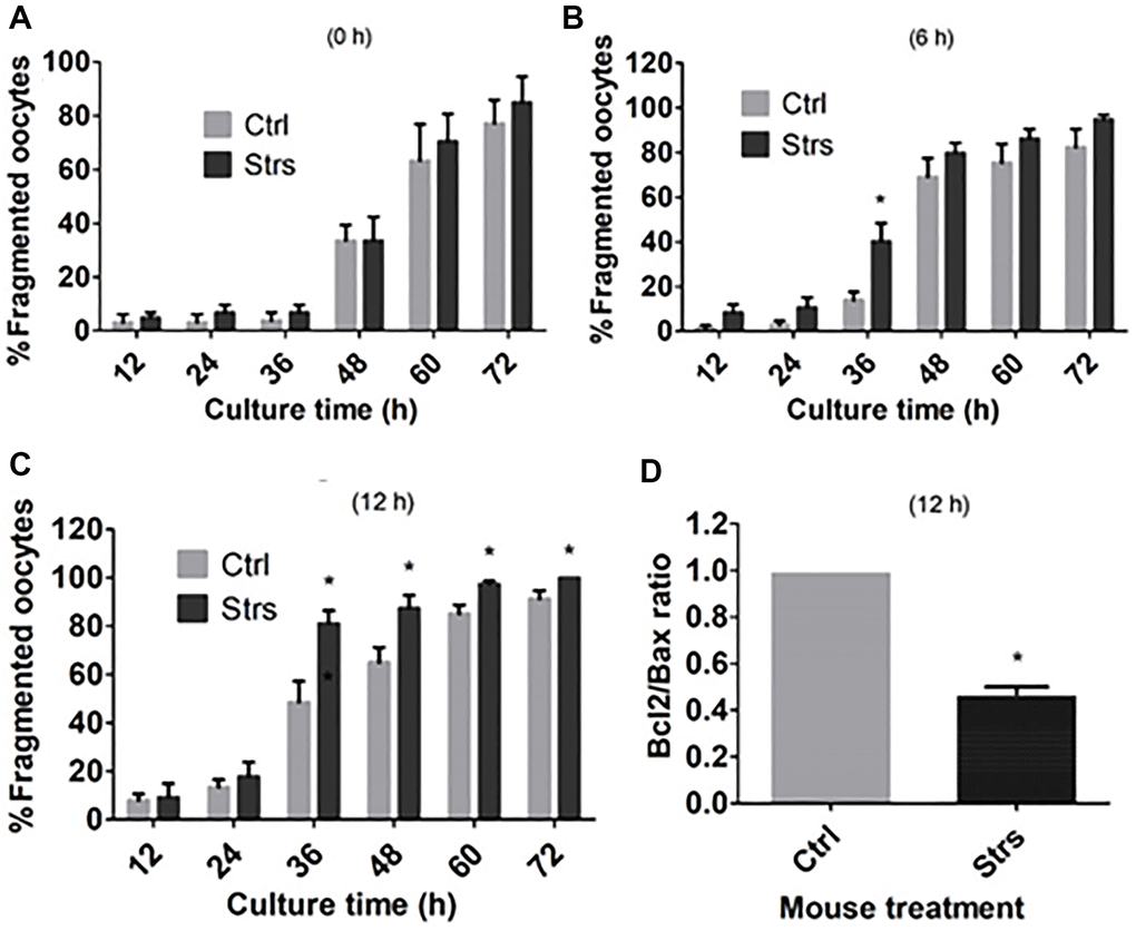 Effects of FRSOD on cytoplasmic fragmentation and apoptosis of postovulatory aging oocytes. Restraint-stressed (Strs) and unstressed control (Ctrl) mice were killed at 13, 19 and 25 h after hCG injection to recover oocytes aging for 0, 6 and 12 h, respectively. The oocytes recovered were cultured in CZB medium, and cytoplasmic fragmentation was observed at different times during the culture. Some 12 h-aged oocytes were assayed for expression of Bcl-2 and Bax mRNAs by one-step RT-PCR. (A–C) Show percentages of fragmented oocytes after oocyte aging for 0, 6 and 12 h, respectively. Each treatment was repeated 6 times with each replicate containing about 20–30 oocytes. (D) Compares the ratio of Bcl-2/Bax mRNAs in 12 h-aged oocytes between control and stressed mice. Each treatment was repeated 4 times with each replicate including 30-60 oocytes from 2 mice. *Indicate significant differences (P 