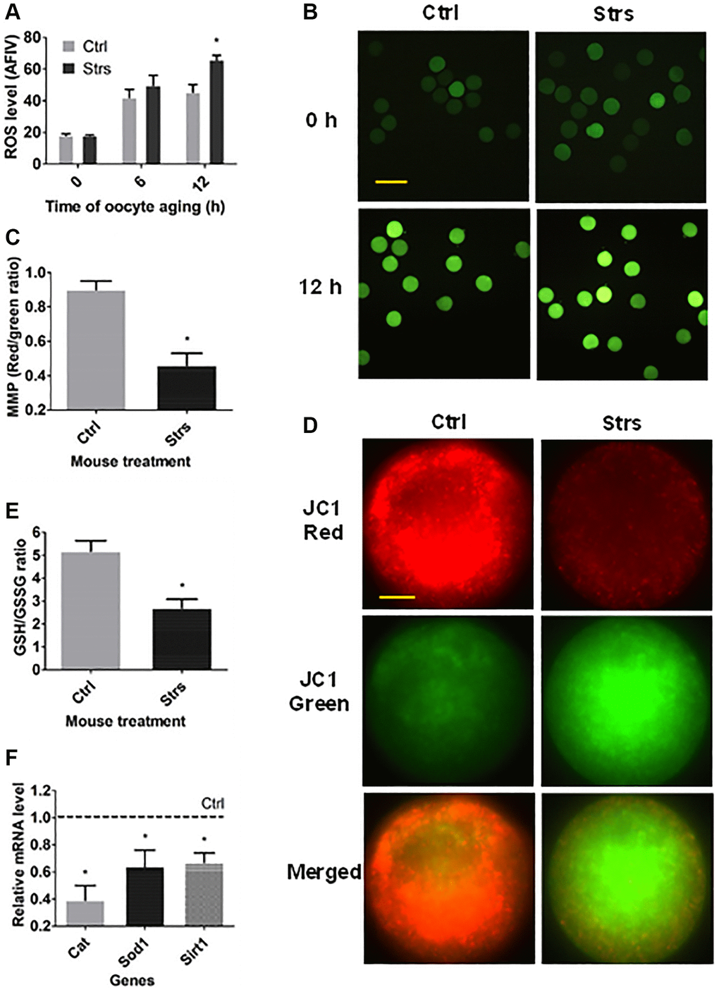 Effects of FRSOD on ROS level, mitochondrial membrane potential (MMP), reduced glutathione (GSH)/oxidized glutathione (GSSG) ratio and the expression of antioxidant genes in postovulatory aging oocytes. (A) Shows relative ROS level (average fluorescence intensity value, AFIV) in control (Ctrl) and stressed (Strs) oocytes after aging for 0, 6 or 12 h. Each treatment was repeated 3–7 times with each replicate including 30 oocytes from 2 mice. (B) Contains fluorescence microscopic images showing the AFIV of ROS in Ctrl or Strs oocytes aging for 0 or 12 h. Bar is 160 μm and is applied to all images. (C) Shows MMP (red/green fluorescence intensity) in 12 h-aged oocytes as determined by staining with MMP-specific probe JC-1. (D) Contains fluorescence microscopic images showing JC-1 staining intensity in Ctrl or Strs oocytes aging for 12 h. The same oocytes were observed in Cy3 channel (570 nm, red fluorescence) and in FITC channel (512 nm, green fluorescence), respectively. The JC1-red and JC1-green pictures were merged to compared JC1 red and green ratio. Bar is 15 μm and is applied to all images. (E) Compares the GSH: GSSH ratio in 12 h-aged oocytes between Ctrl and Strs groups. Each treatment was repeated 3 times with each replicate including about 40 oocytes from 2 mice. (F) Shows relative mRNA levels of catalase (Cat), superoxide dismutase 1 (Sod1) and sirtuin 1 (Sirt1) in Ctrl or Strs 12 h-aged oocytes. Each treatment was repeated 3 times with each replicate containing about 30–60 oocytes from 2 mice. *Indicate significant differences (P 