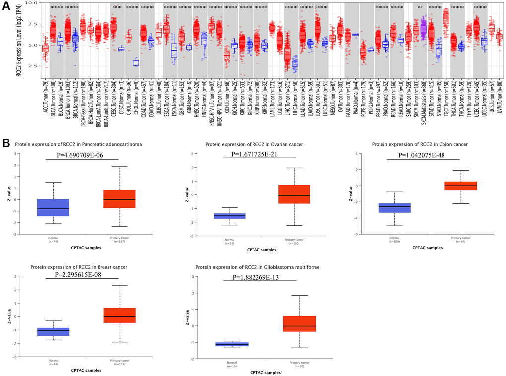RCC2 mRNA and protein expression in tumor and normal tissues. (A) Expression levels of RCC2 gene in tumor and normal tissues based on TIMER2.0 database. (B) The protein level of RCC2 between normal and different tumor tissues. *p **p ***p 