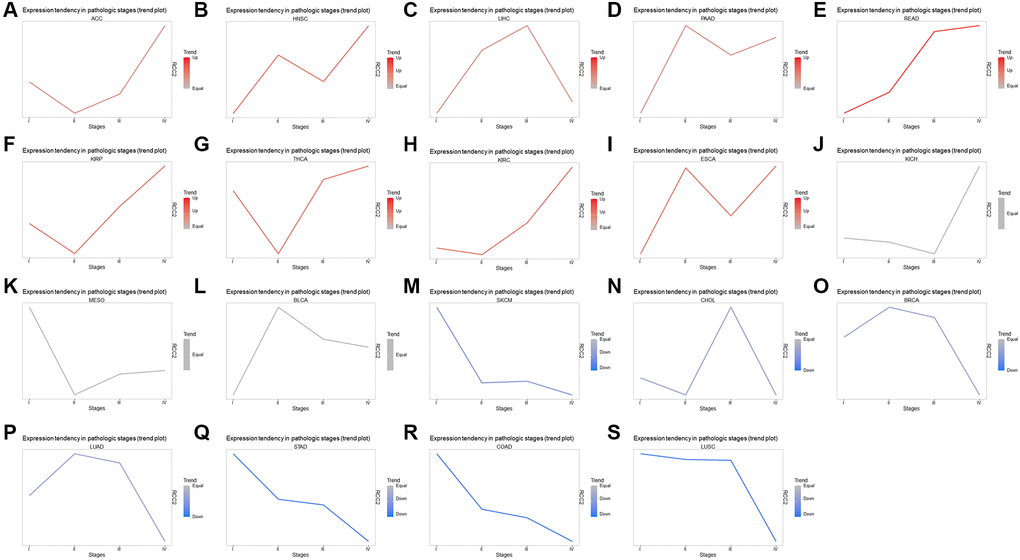 Correlation with RCC2 expression and clinicopathology. (A–S) Trend plots summarize the RCC2 mRNA expression trends from early to late stages in various tumor types.