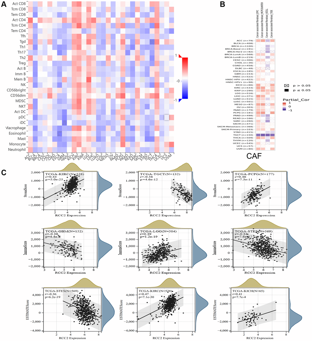 Relationship between RCC2 expression and immune microenvironment. (A) The correlation heat map shows the relationship between RCC2 expression and immune infiltrating cells. Red color represents positive correlation, and blue color represents negative correlation. (B) The relationship between RCC2 expression and CAFs. (C) The top three cancer types with the most significant correlation between the degree of immune infiltration and RCC2 expression were displayed.